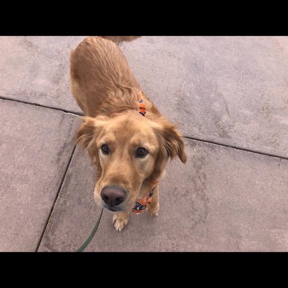 Meet your Posher, Tessa - Picture 1 of 1